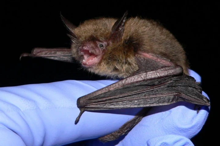 Millions of bats die in US due to deadly fungal disease
