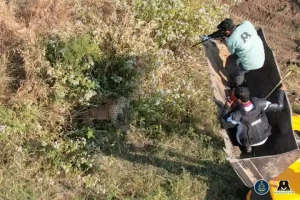 Badly injured leopard saved by alert farmer in Maharashtra