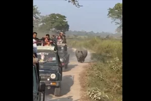 Watch: Angry rhino chasing safari gives tourists a real scare at Kaziranga in Assam