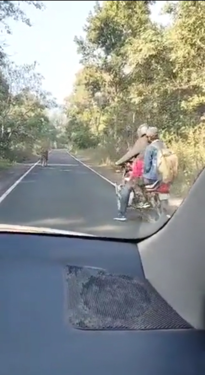 Watch: Bikers have close encounter with tiger on forest road