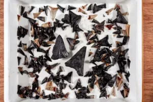 Scientists stunned as thousands of ancient shark teeth discovered in Indian Ocean