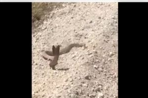 Video: Dare-devil Cobra charges at man shooting at him from close range