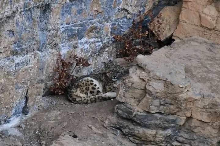 Snow leopard sighting in Spiti cheers wildlife enthusiasts