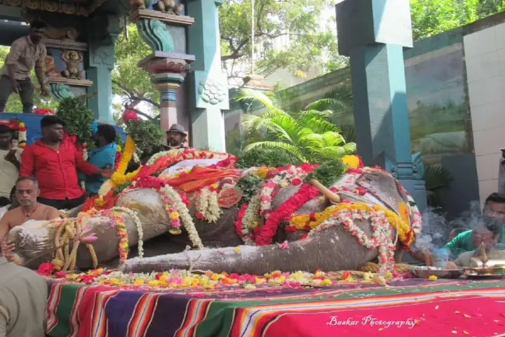 Puducherry’s sole temple elephant Lakshmi passes away