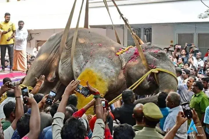 Temple Elephant Lakshmi2