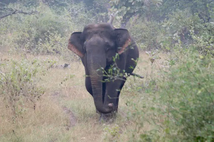 Rogue elephant captured after 17-day operation in Tamil Nadu
