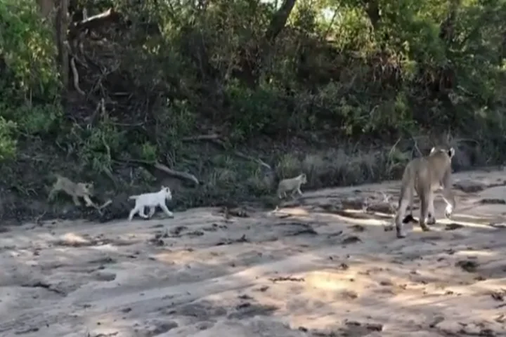 Viral Video: Rare White lion cub enjoys walk with mother and siblings in the wild