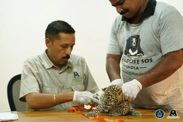 Wildlife SOS leopard cub Sirohi