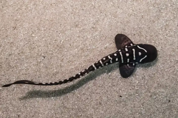 Zebra shark gives birth to pups without male partner stunning scientists