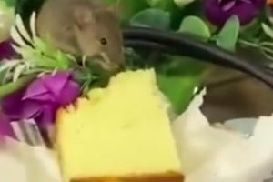 Caught on Camera: Crafty rat eating cake on table while officials are busy in discussion
