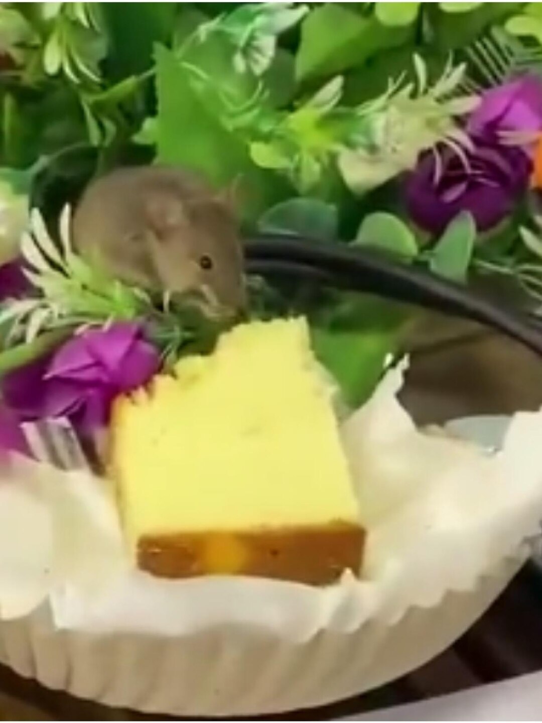 Caught on Camera: Crafty rat eating cake on table while officials are busy in discussion