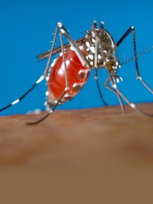 Zika Hits Karnataka, State On High Alert!