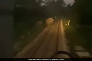 Watch: Alert loco pilots save 3 wild elephants crossing railway tracks in Bengal