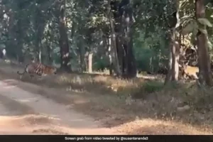 Rare video: Awesome sight of tigress crossing forest path with 5 cubs