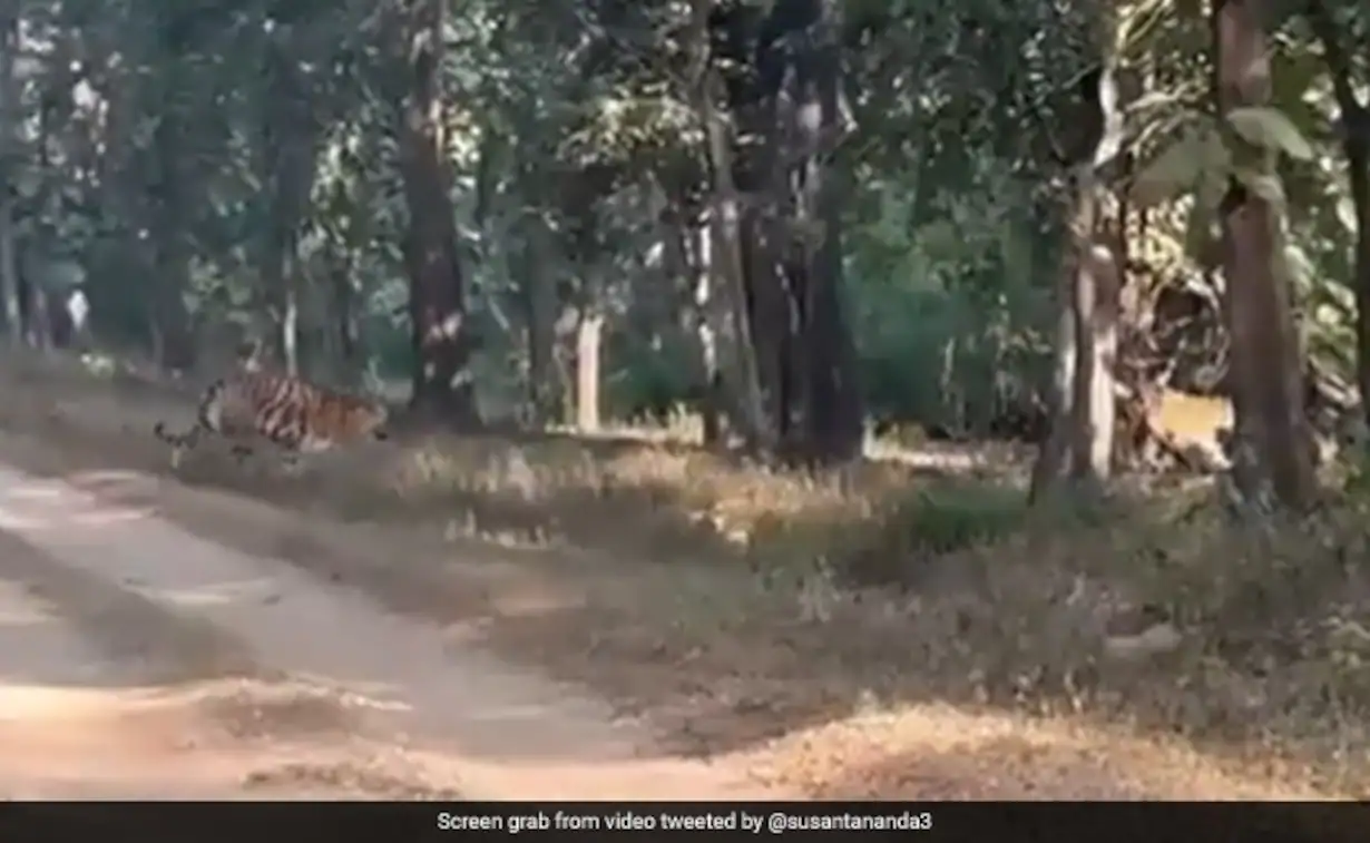 Rare video: Awesome sight of tigress crossing forest path with 5 cubs