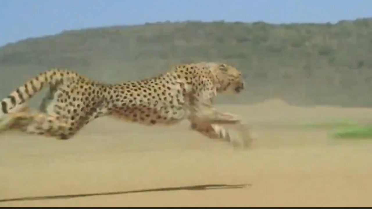 Watch: Cheetah running at 70 mph to catch its prey