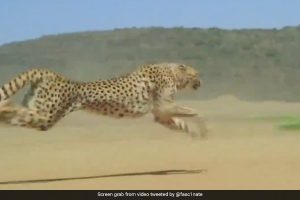 Watch: Cheetah running at 70 mph to catch its prey