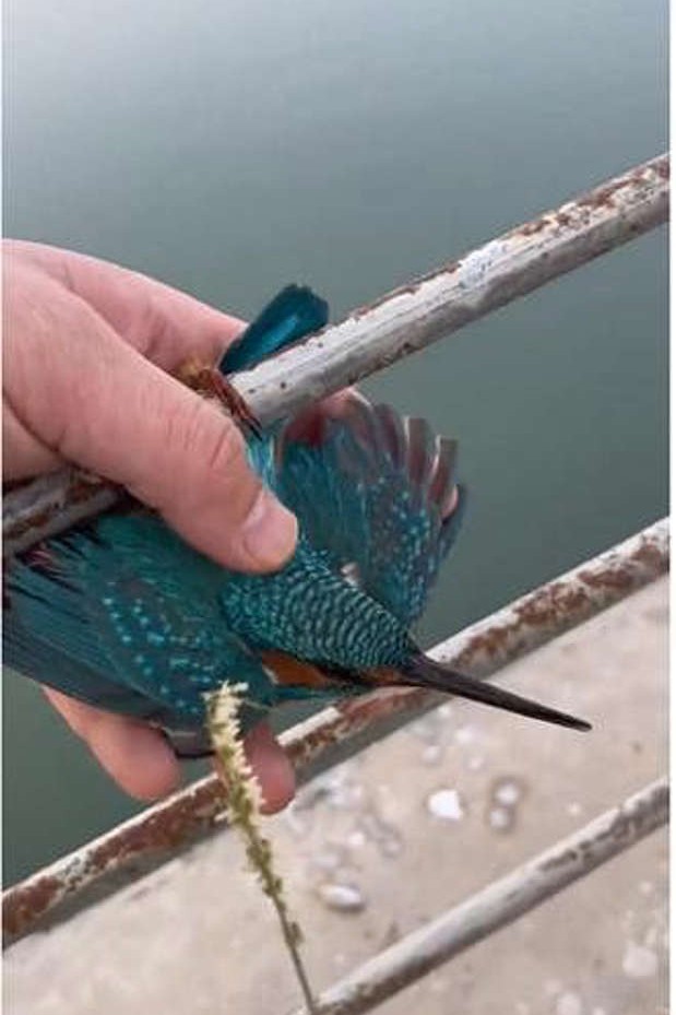 Watch: Good Samaritan frees Kingfisher stuck on frozen pipe