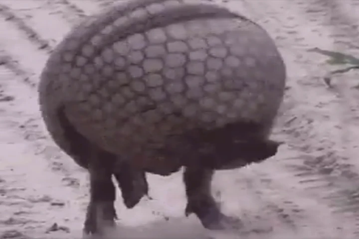 Viral Video: Brazilian Armadillo keeps warm in unique style during heavy snow