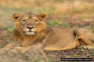 Lion returns to Gujarat’s Barda Wildlife Sanctuary after 143 years