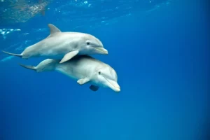 New study finds brain disorder causes beach stranding in dolphins