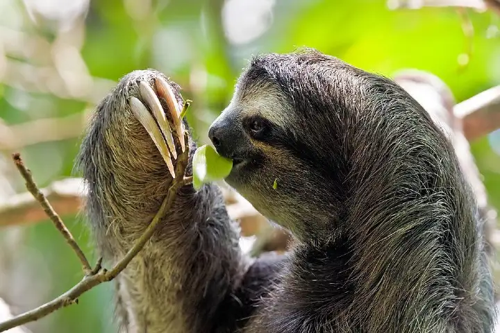 Left limbs of tree-hanging sloths are much stronger than right, shows new study