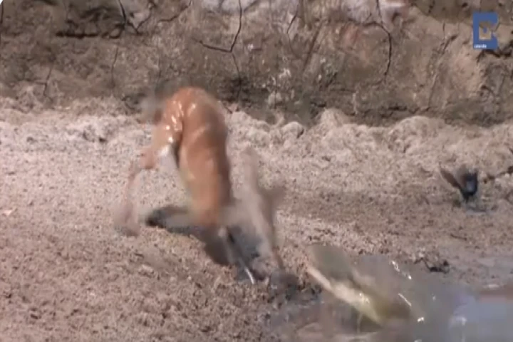 Stunning Video: Quick reflexes save deer in nick of time from crocodile attack