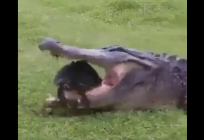 Watch: Tortoise narrowly escapes death from jaws of deadly crocodile