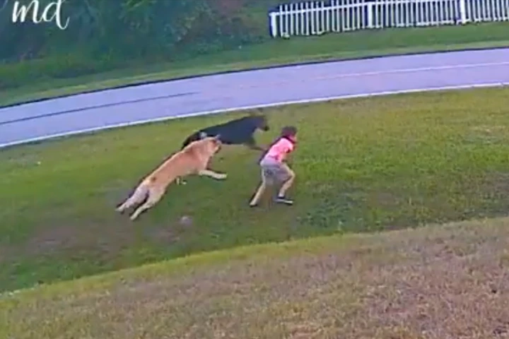 Watch: Pet dog heroically saves his little master