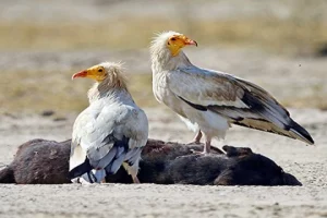 Conservationist S. Bharathidasan takes lead to save endangered vultures in Tamil Nadu