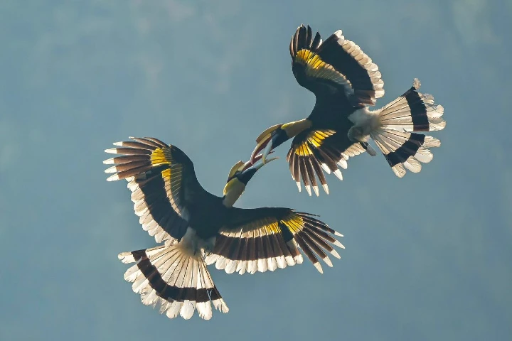 Watch: Rare sight of Hornbills fighting mid-air in Tamil Nadu sky