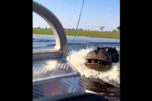 Caught On Camera: Lucky boat passengers escape angry hippo’s ominous charge