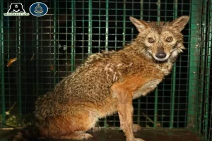 Maharashtra villagers rescue jackal from 25-foot-deep well