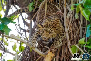 Leopard stuck on 15-foot-high banyan tree rescued by Maharashtra villagers