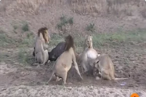 Watch: Buffalo gets new life as lions start fighting with each other