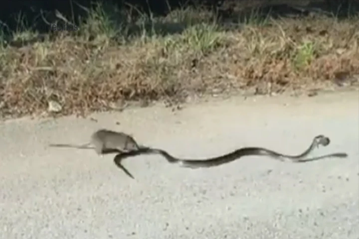 Viral Video: Courageous mother rat takes on deadly snake to save her baby