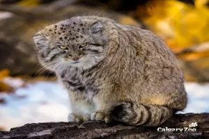 Rare Pallas’s cat makes Mt. Everest its home, stuns scientists