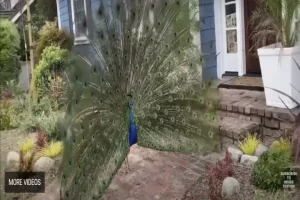 Some Americans love Indian Peafowl while others hate the bird