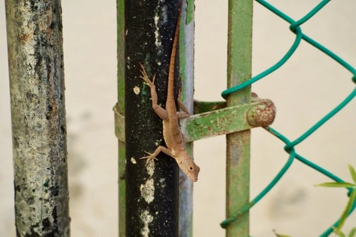Study shows how city lizards are adapting to urban environment for survival