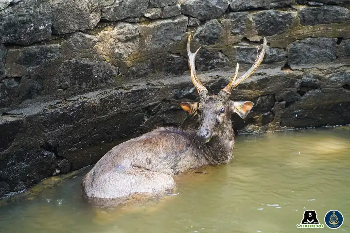 Maharashtra villagers rescue deer from 50-foot-deep well