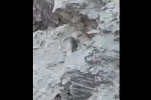 Caught on Camera: Three rare snow leopards in Himachal hills