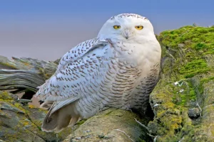 Rare Arctic snowy owl brings cheer in California