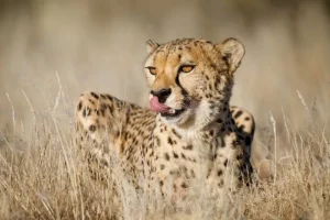 India to import over 100 cheetahs from South Africa