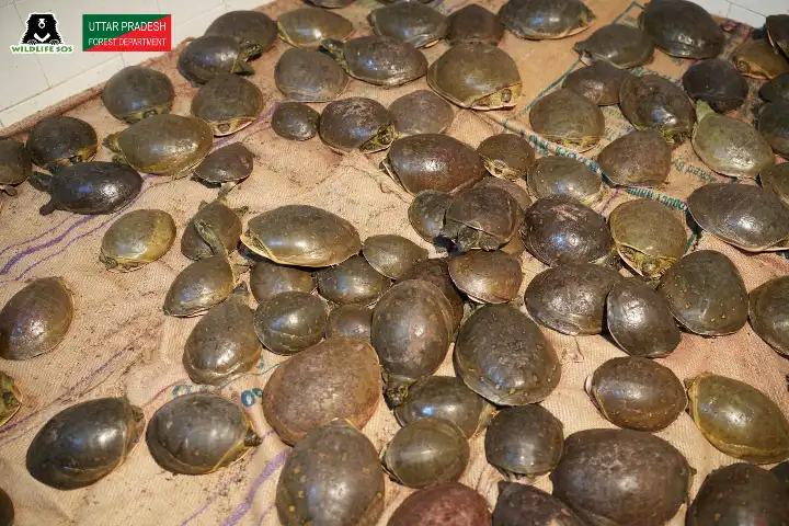 298 live turtles rescued by Uttar Pradesh Forest officials
