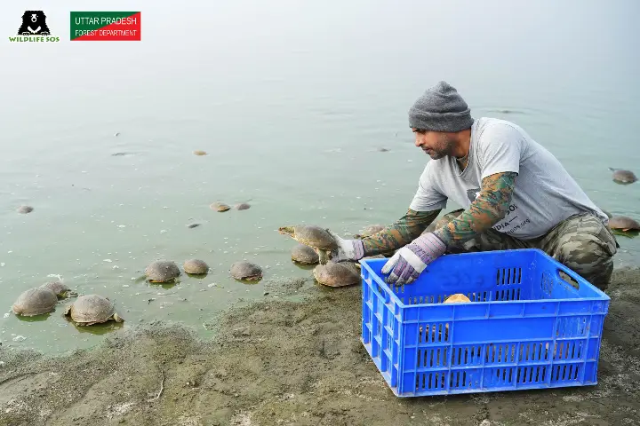 Turtles Found In Kosma Musalmeen2