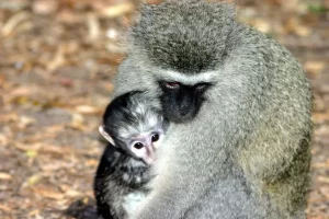 Decision to kill 450 vervet monkeys by Dutch Caribbean Island triggers outrage