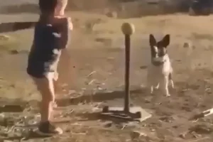 WATCH: Little boy enjoying a game of baseball with pet dog