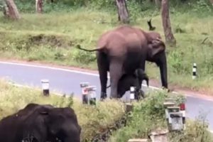 WATCH: Mother elephant teaching her baby how to cross road in forest