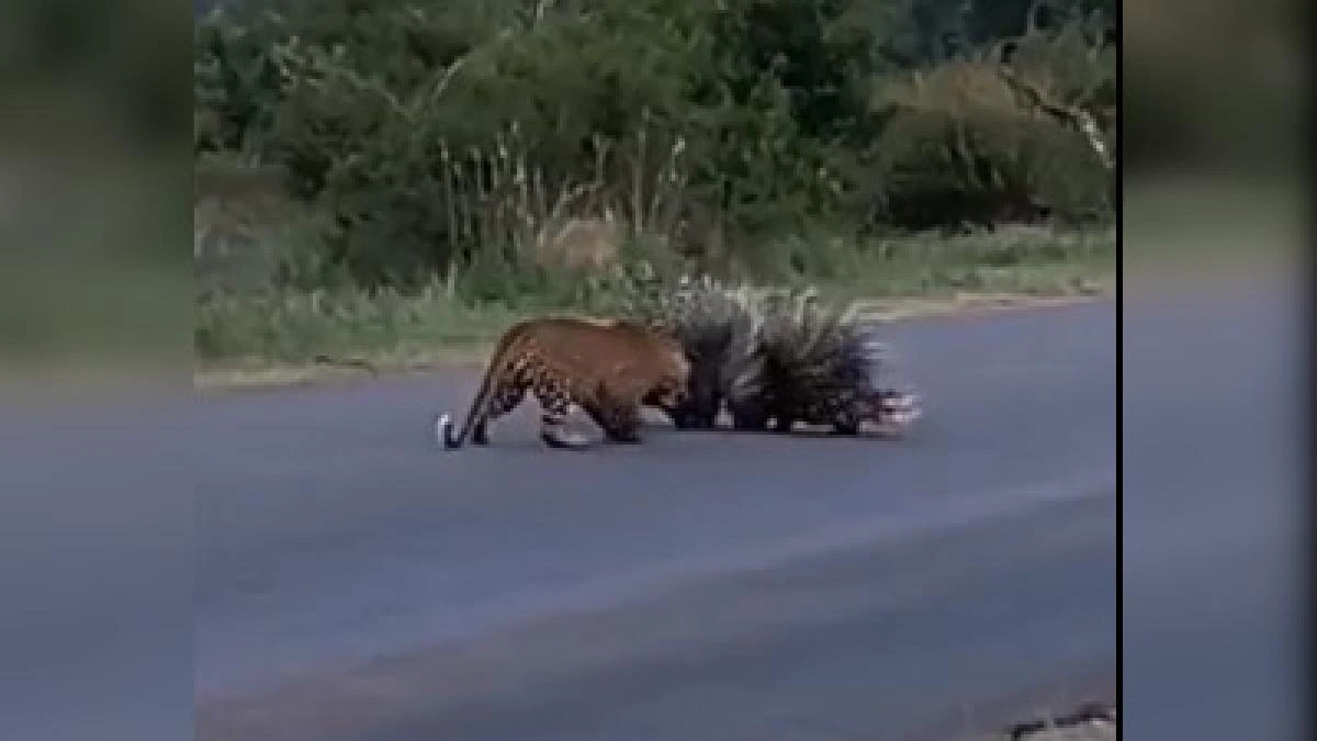 Watch: Brave porcupines fight off repeated attacks by leopard to kill their babies