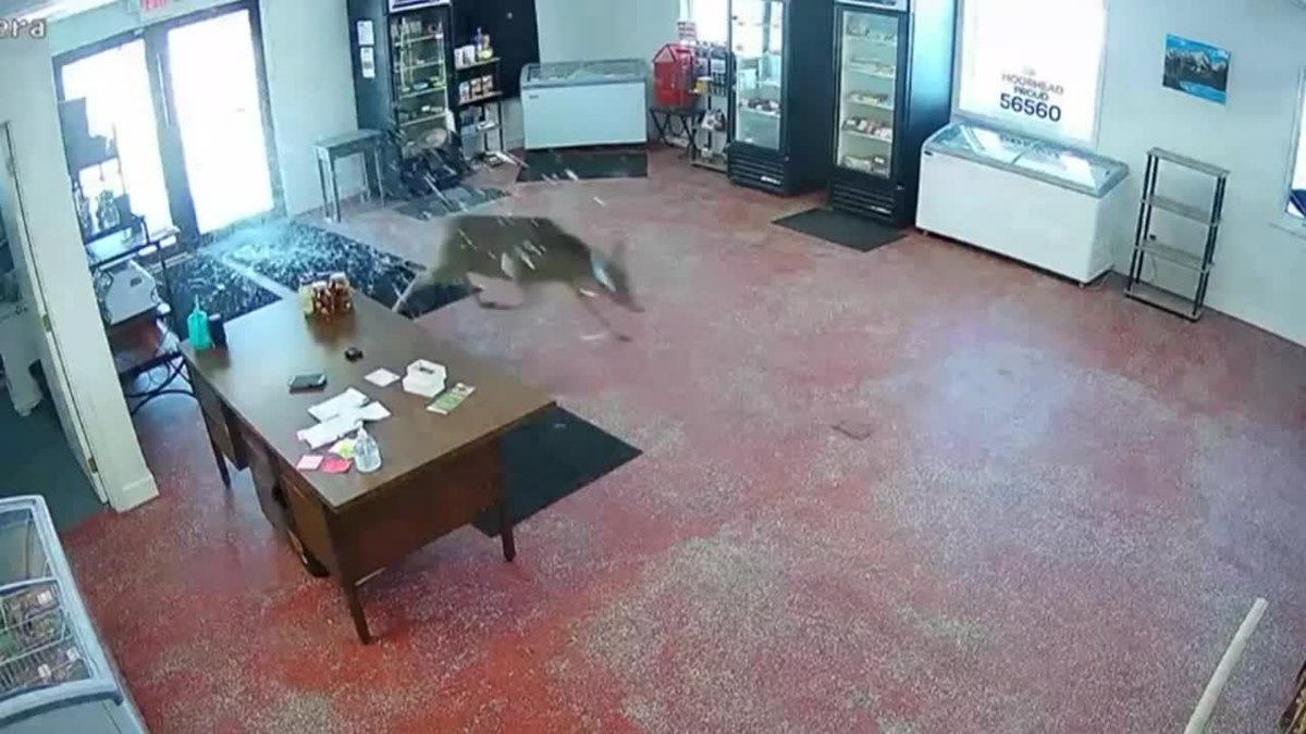Watch: Deer crashes into a butcher’s shop and then…